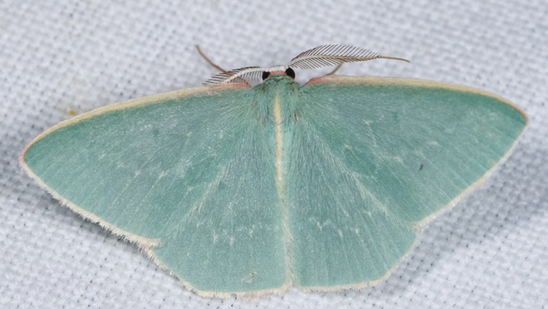 The pale turquoise Chlorocoma melocrossa moth. 