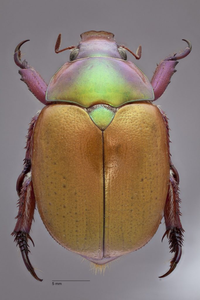 Image of Christmas beetle. 