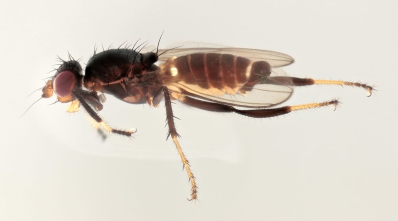 A photograph showing the side profile of the rare Australian fly Clisa australis.