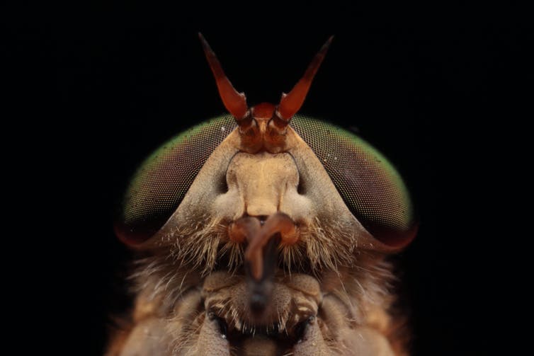 A close up of a march fly