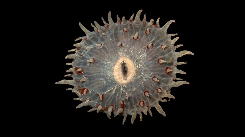 A picture of a Corallimorpharia