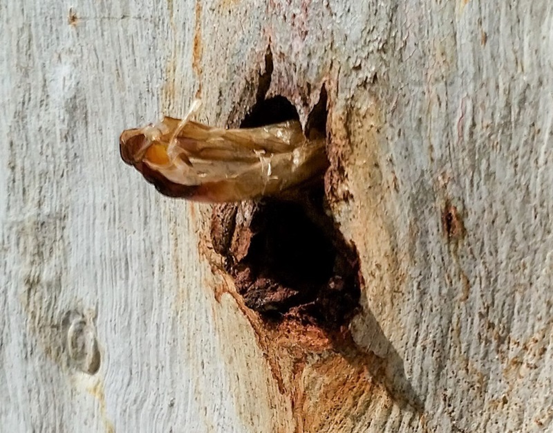 A wood moth in a hole in a Eucalypt tree. 