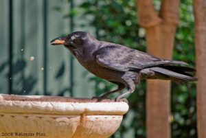 Crow using bread to catch fish