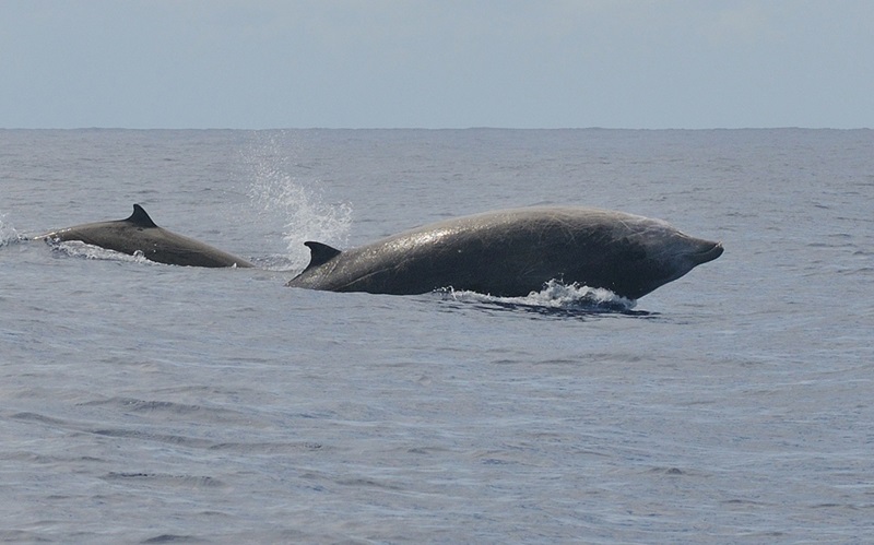 Two whales breaking the surface of the ocean.