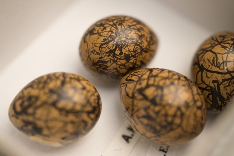 Four tan cuckoo eggs with dark brown stripes. 