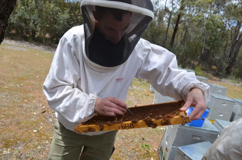 A man in bee keeping protective wear looking at bees.