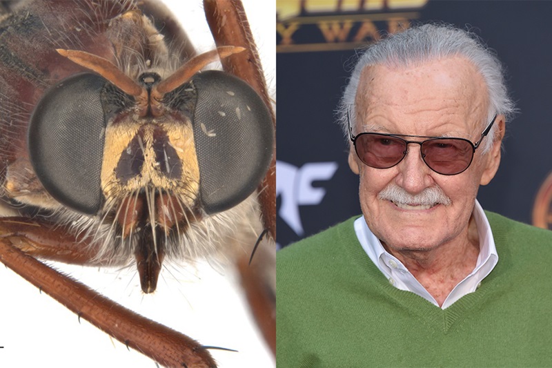 Two photos combined togther. The left hand side photo shows a close up shot of the newly named species Daptolestes leei fly. On the right hand side is a photo of the comic book creator Stan Lee who the fly is named after.