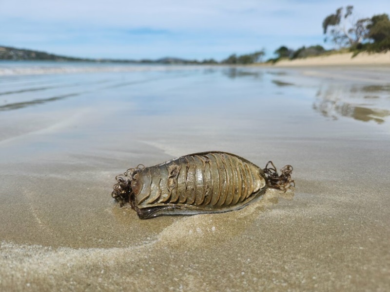 A sand-coloured egg case with ridges and curling tendrils lying on the shore of a beach.