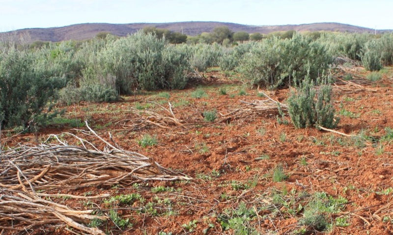 A dry dirt ground (habitat of earthworms in Australia) covered in green bushes with heels in the background.