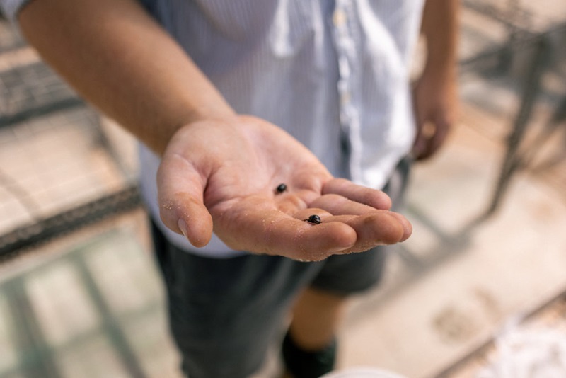 Ethan's love of insects and Indigenous science has brought him to CSIRO.