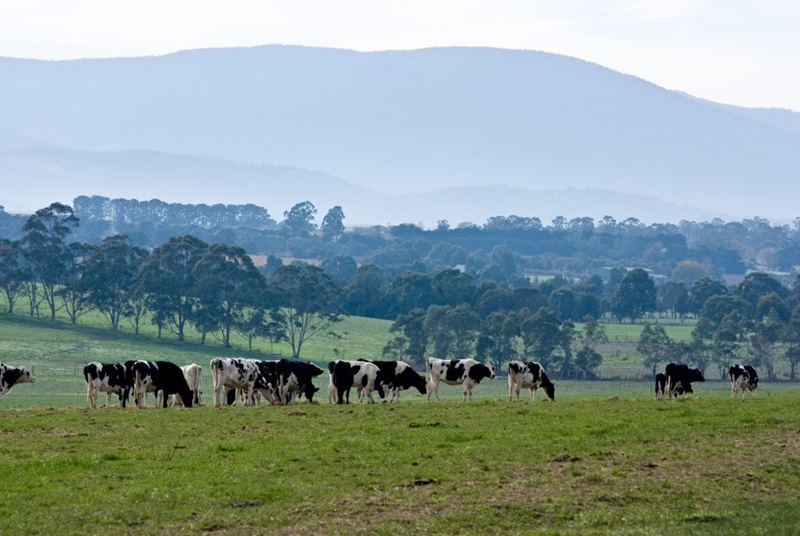 Foot and mouth disease occurs in livestock. Image of cows grazing in a field with trees and hills and the background. 