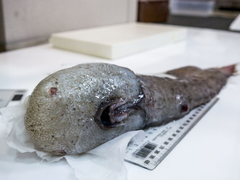 A image of a faceless fish. A fish with no visible eyes and a mouth on the underside of its head.