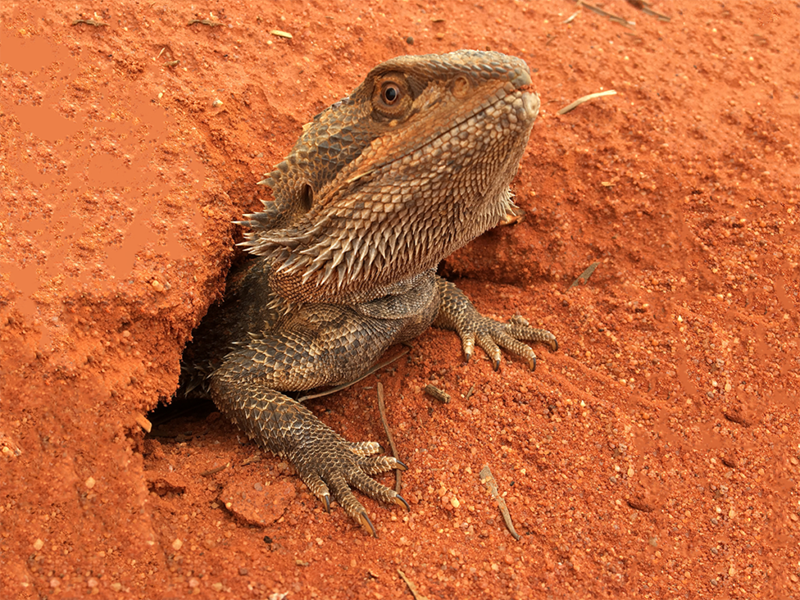 A central bearded dragon popping out of its burrow in the desert.