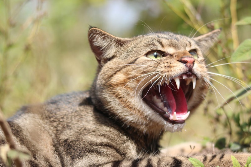 A photo of a feral cat which is an invasive species.