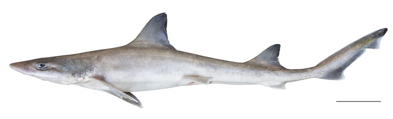 A small grey shark against a white background.