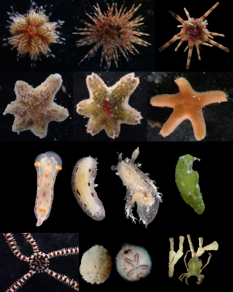 A collection of marine invertebrates from green donuts on a black background.