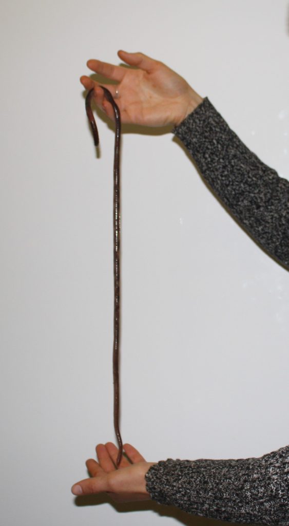 A long earthworm held vertically in front of a white wall to show its length.