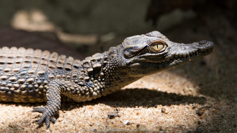 A baby crocodile basking in the sun
