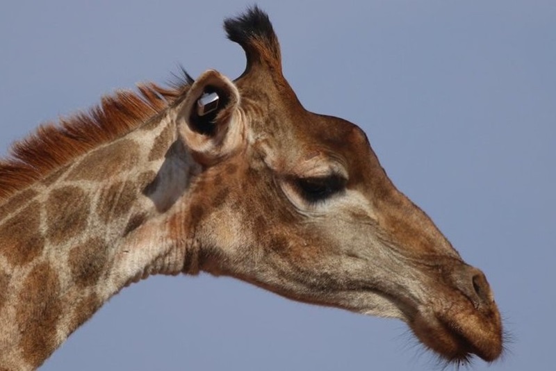 A giraffe with a tag in it's ear.