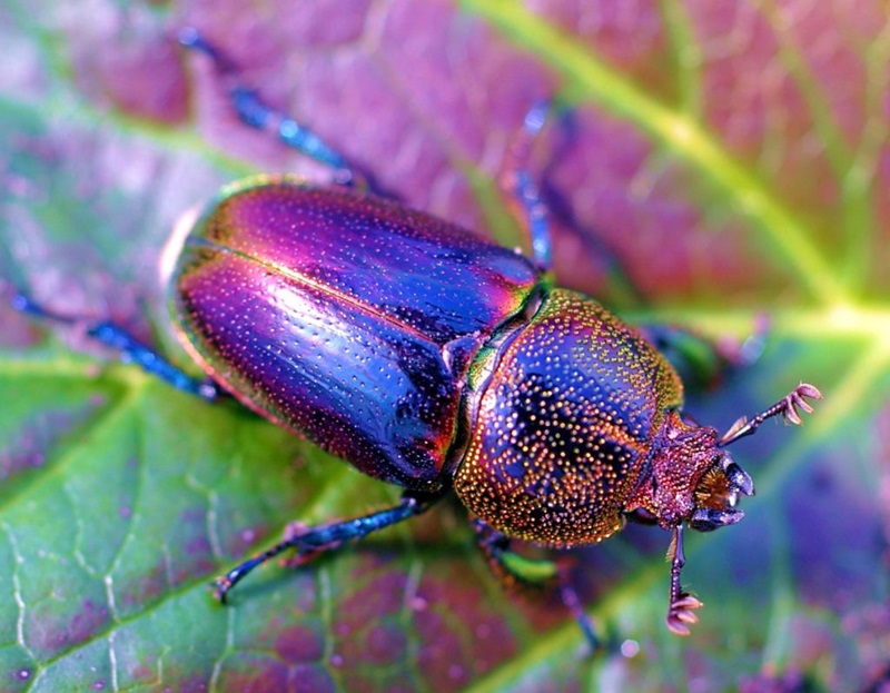 An iridescent purple, yellow and green beetle on a leaf.