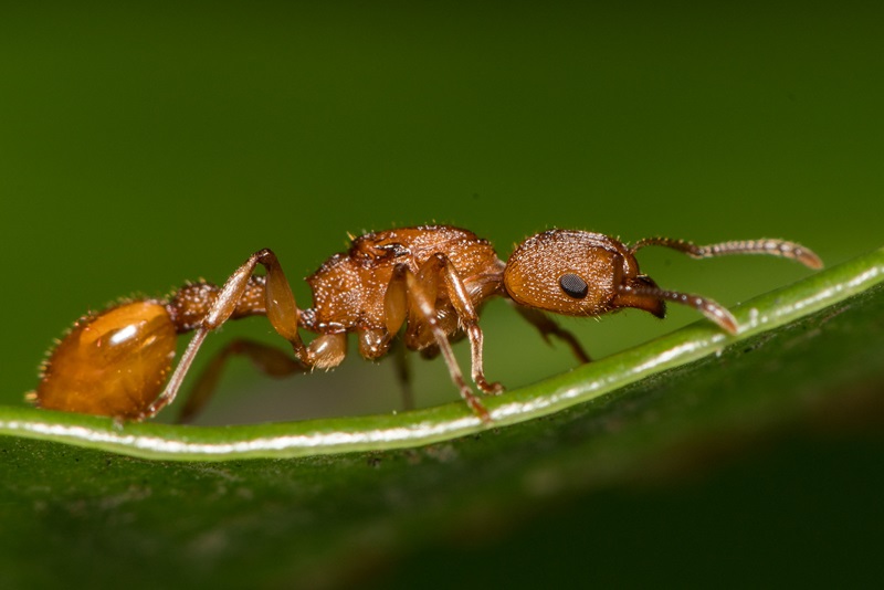 A golden coloured insect (ant) on a green leaf