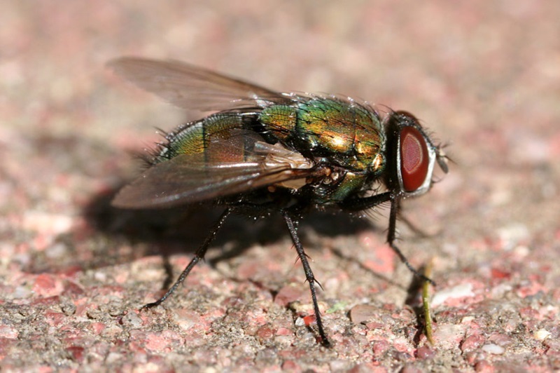close up of a green bottle fly