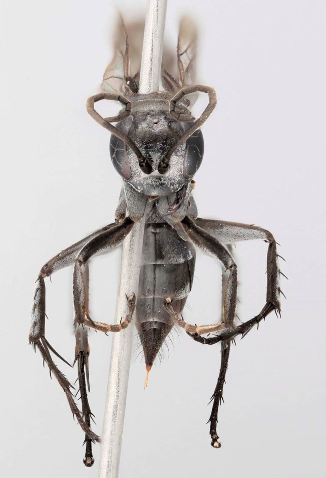 Grey wasp specimen on white background