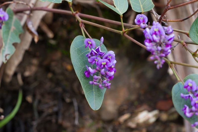 Native purple flowering plant