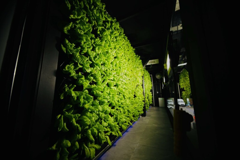 A wall of lettuce grown hydroponically. 