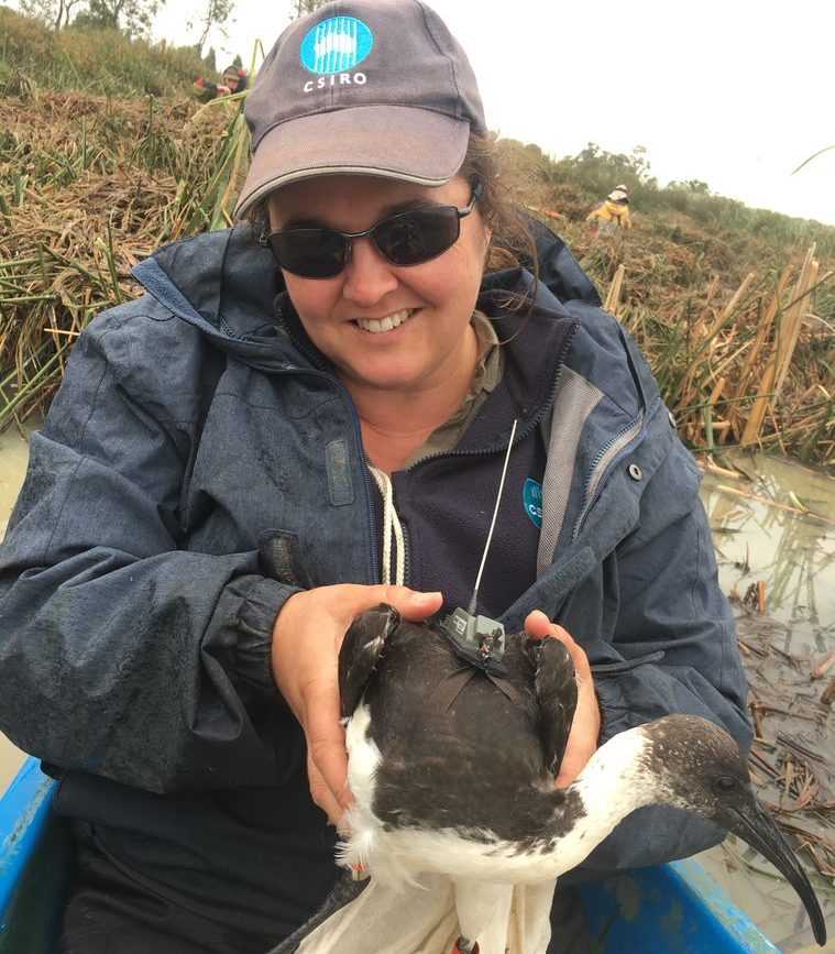 Dr Heather McGinness, waterbird super sleuth