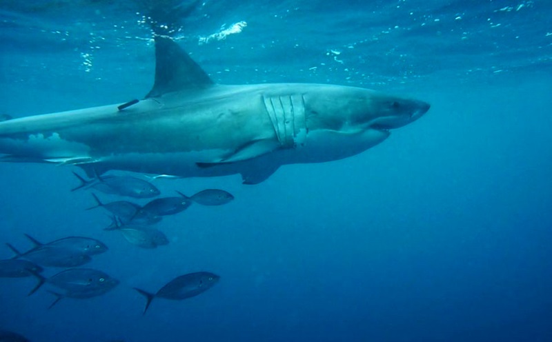 An underwater photograph of a white shark swimming. 