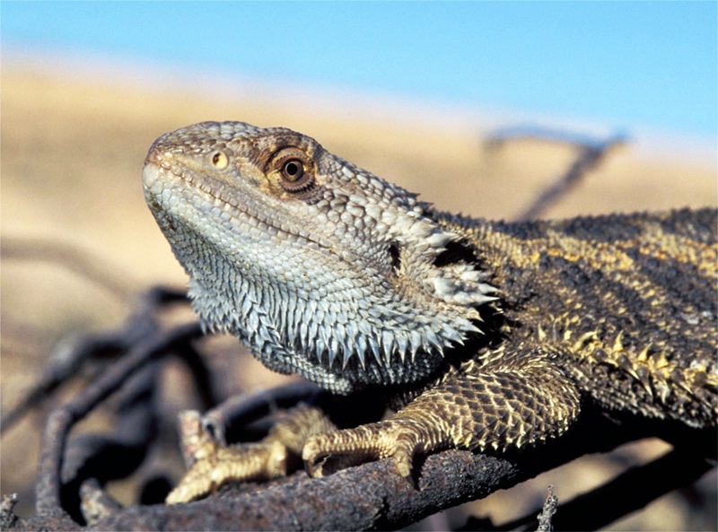 A central bearded dragon resting on a scorched log with the desert in the background