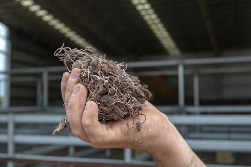 Raw dried Asparagopsis seaweed.