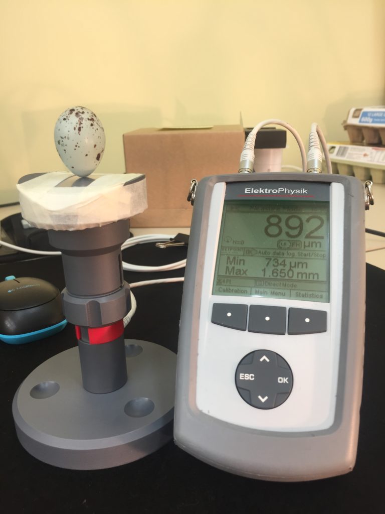 A cuckoo egg being weighed. 