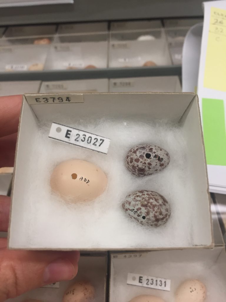 Three eggs in a box. Two are pale with brown spots and one larger white egg.