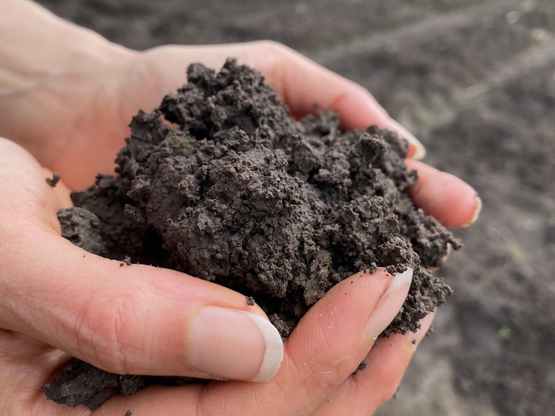 A photo of hands holding soil.