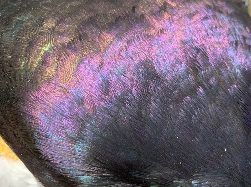 iridescent ibis feathers, bird feathers,
