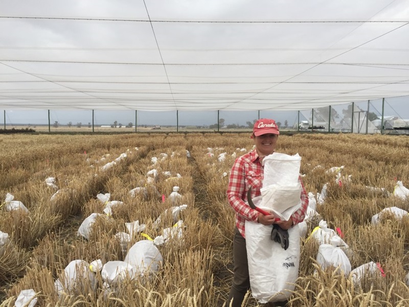 Researcher Dr Jess Hyles holding white bags in a trial field. 