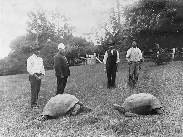 Black and white image of two tortoises.