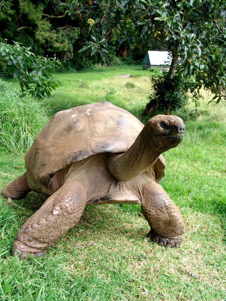 A photo of Jonathan the tortoise in 2008.