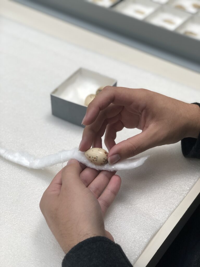 Hands wrapping a tiny bird’s egg in a length of cotton wool.