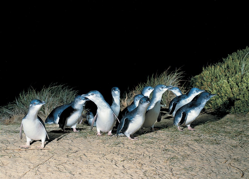 A group of penguins walking at night time.