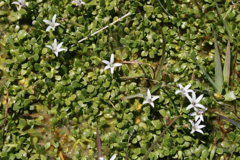A close up photo of the newly names species of plant, Lobelia fontana