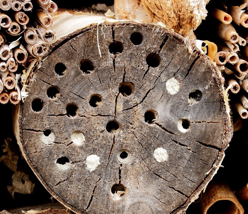 A log with holes drilled in it 