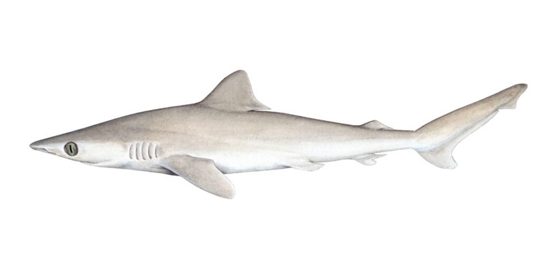 Water colour painting of a grey-coloured shark.