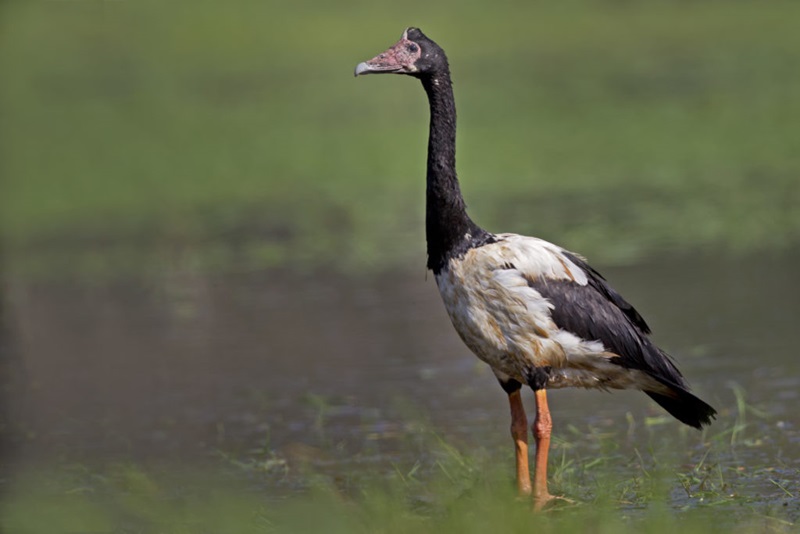 A magpie goose stands by itself in a wetland. It’s a large black and white bird.