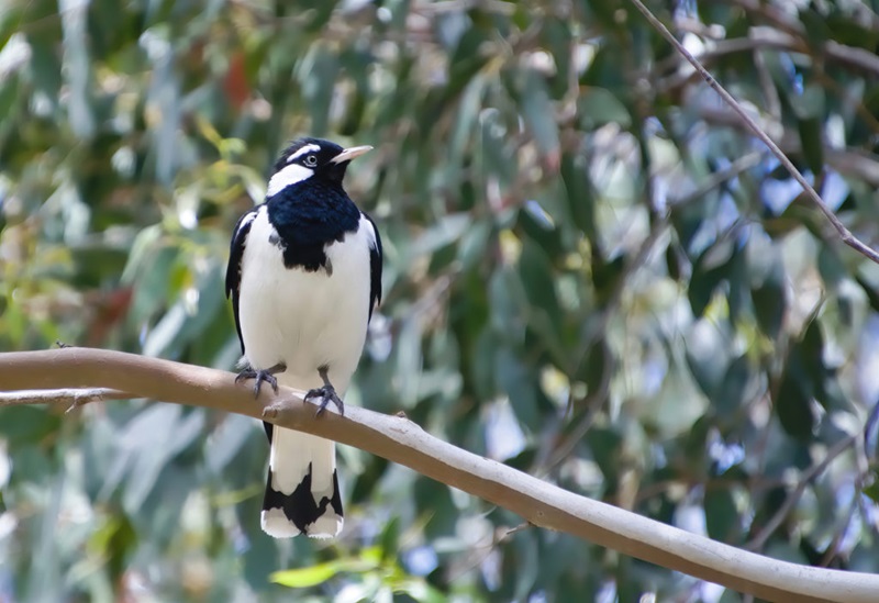 10 birds of prey to see in South Australia