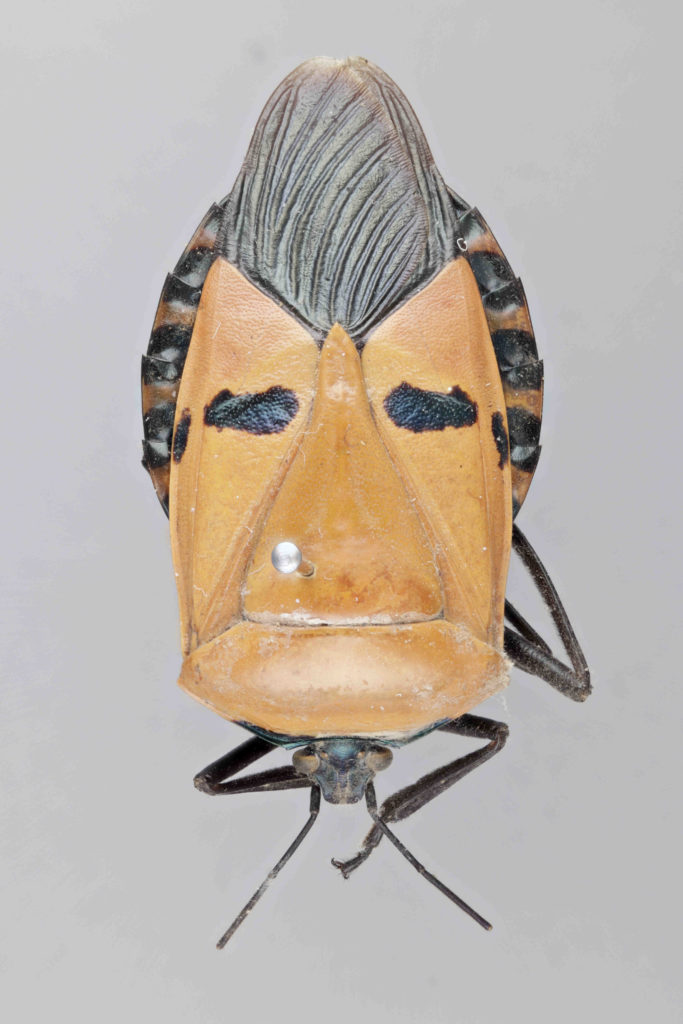 A photograph of aMan-Faced Stink Bug. A bug that resembles a mans face.