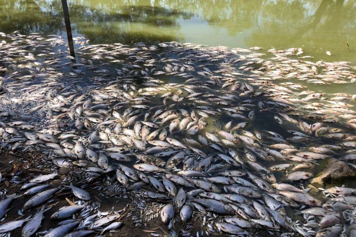 A mass amount of dead fish washed up on a river bank. 
