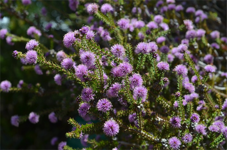 A native purple flowering plant